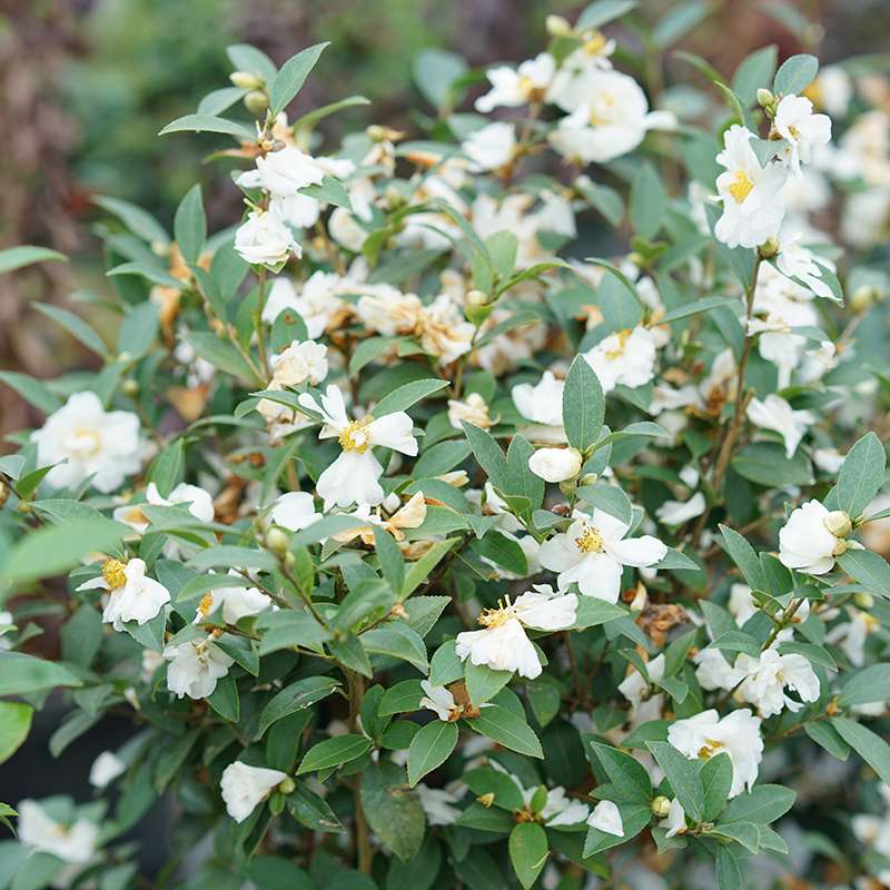 Just Chill Double White Camellia with doubled white blooms