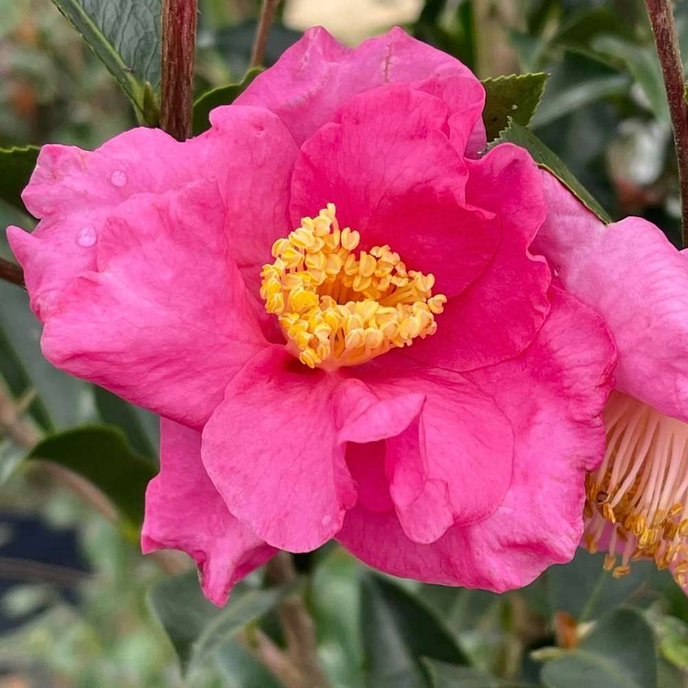 Close up of a sweet pink bloom of Warm Hearted Pink camellia 