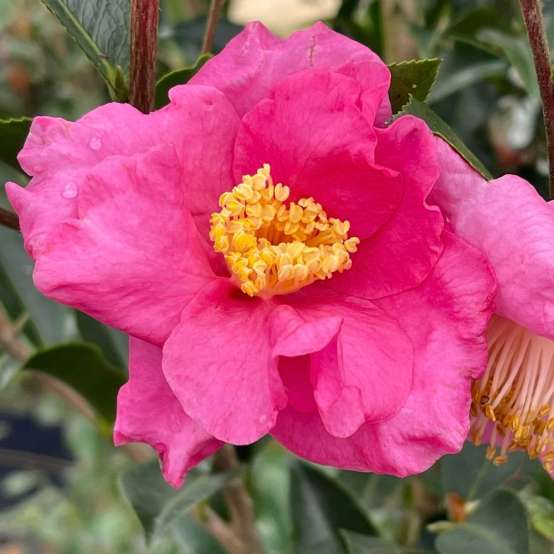 Close up of a sweet pink bloom of Warm Hearted Pink camellia 