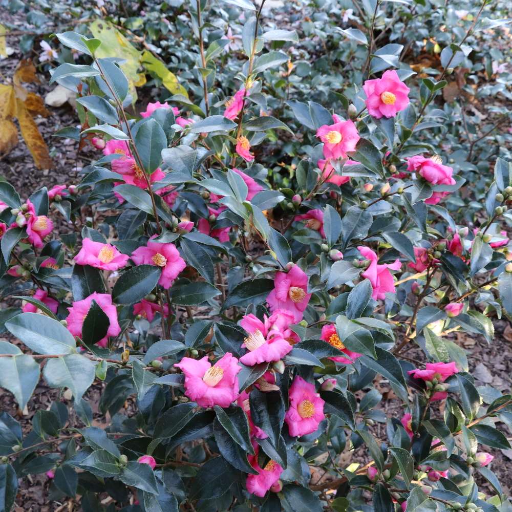 The deep green foliage and clear pink flowers of Warm Hearted Pink camellia