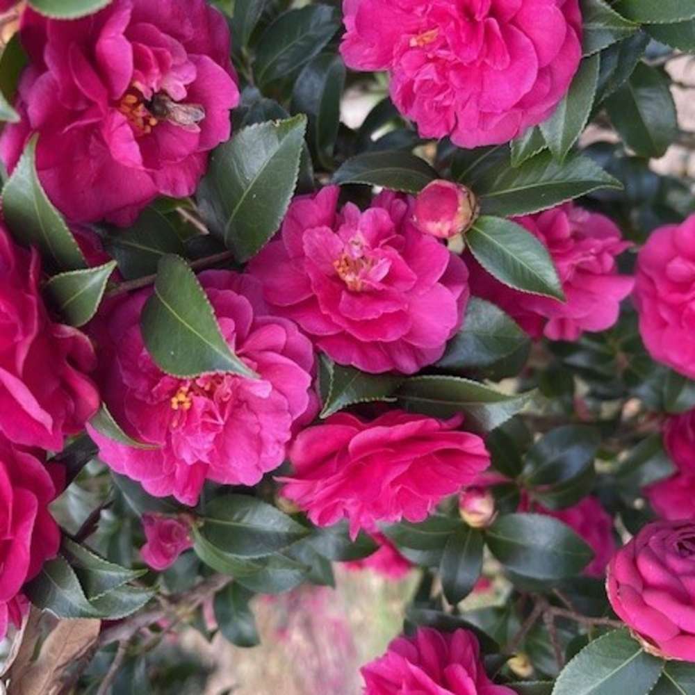 The vibrant ruby pink blooms and dark green foliage of Warm Hearted Ruby camellia