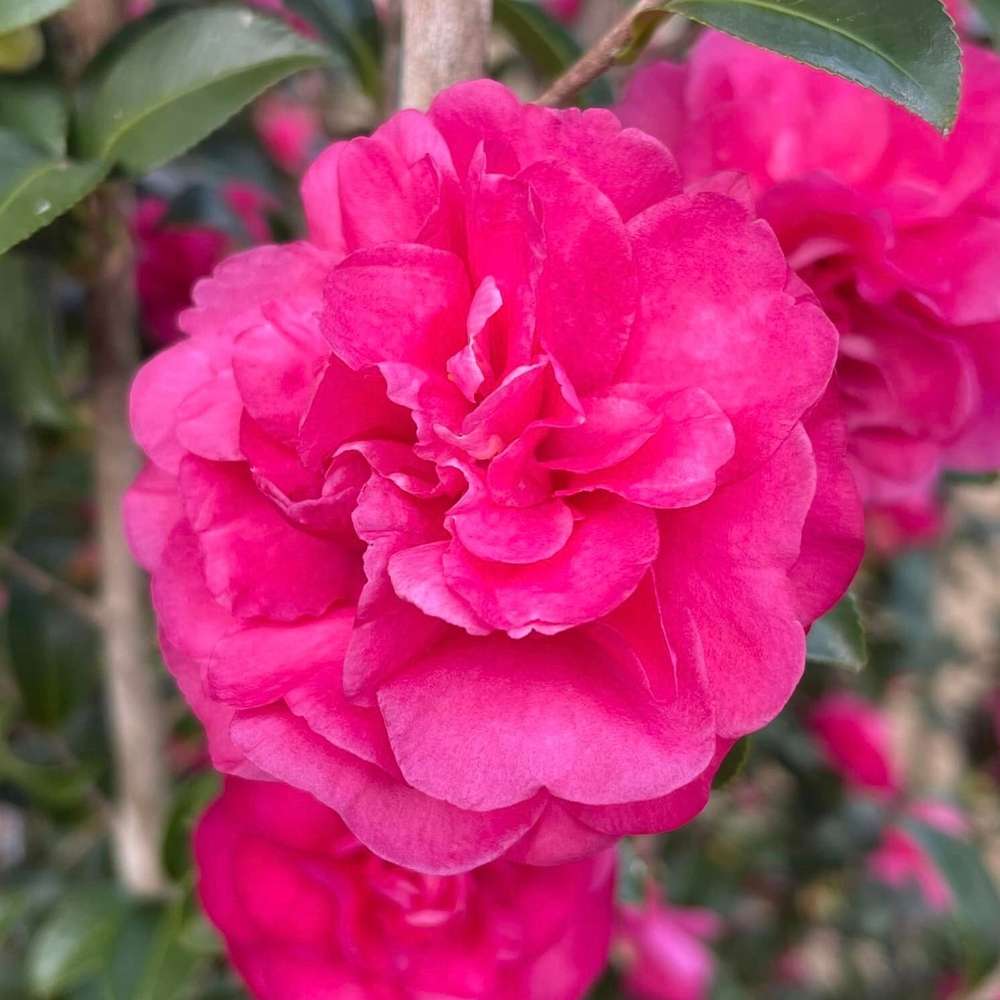 Close up of a ruffled pink bloom on Warm Hearted Ruby camellia