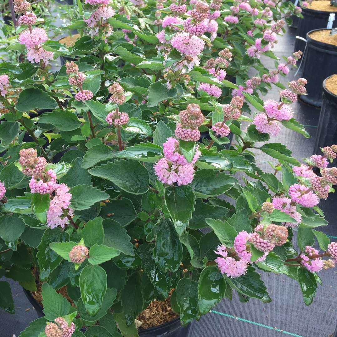 Beyond Pinkd bluebeard sporting multi-tiered pink blooms in a greenhouse