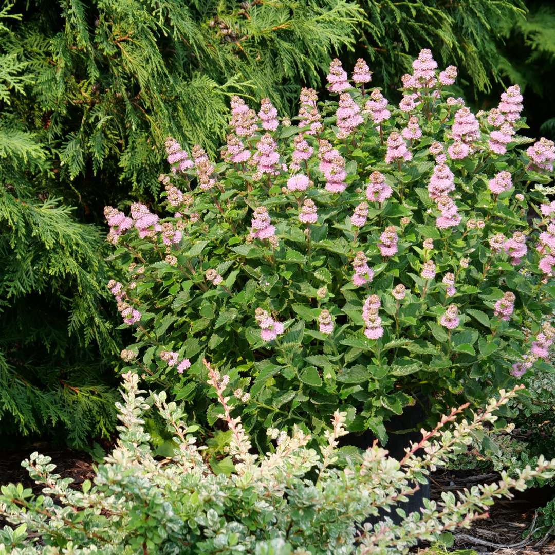 A Beyond Pinkd caryopteris blooming in a landscape