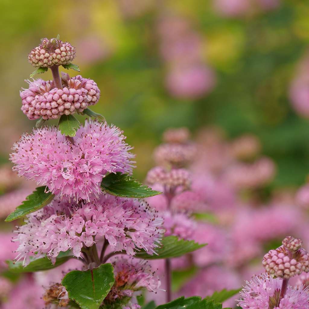 Close up of a Beyond Pinkd bluebeard spire-like flower. 