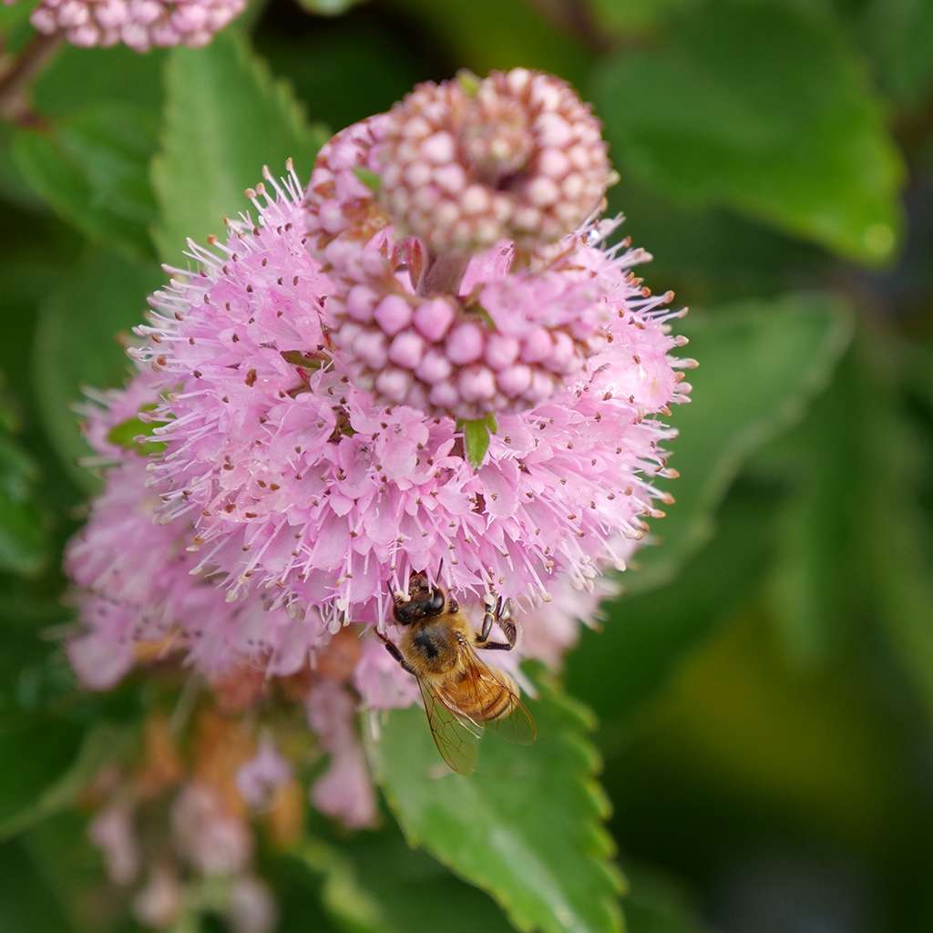 Close up of a pink bloom of Beyond Pinkd caryopteris 