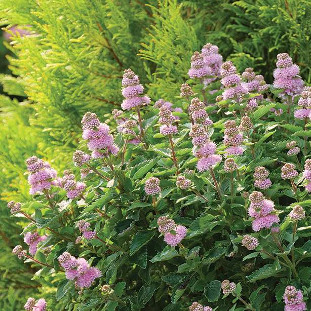 Beyond Pinkd caryopteris with pink spire like flowers and neatly toothed foliage.