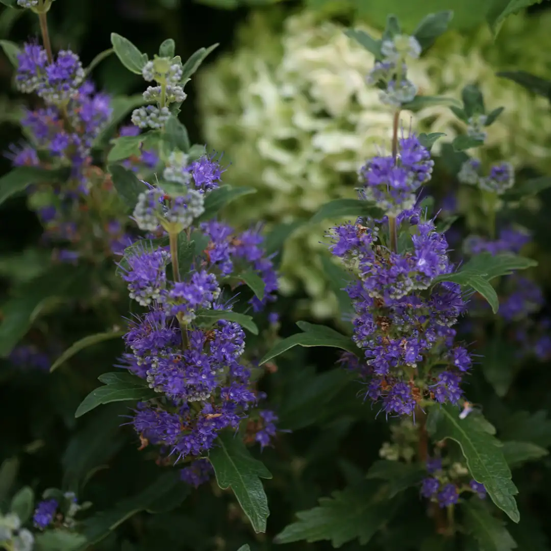 Beyond Midnight Caryopteris | Spring Meadow - wholesale liners - Spring ...