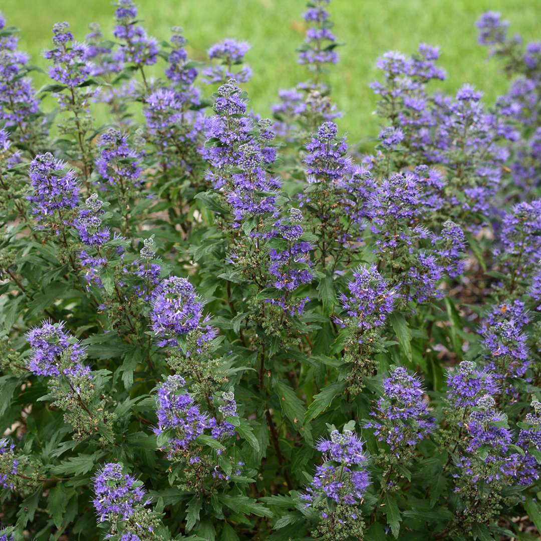 Blue flowers on Beyond Midnight Caryopteris