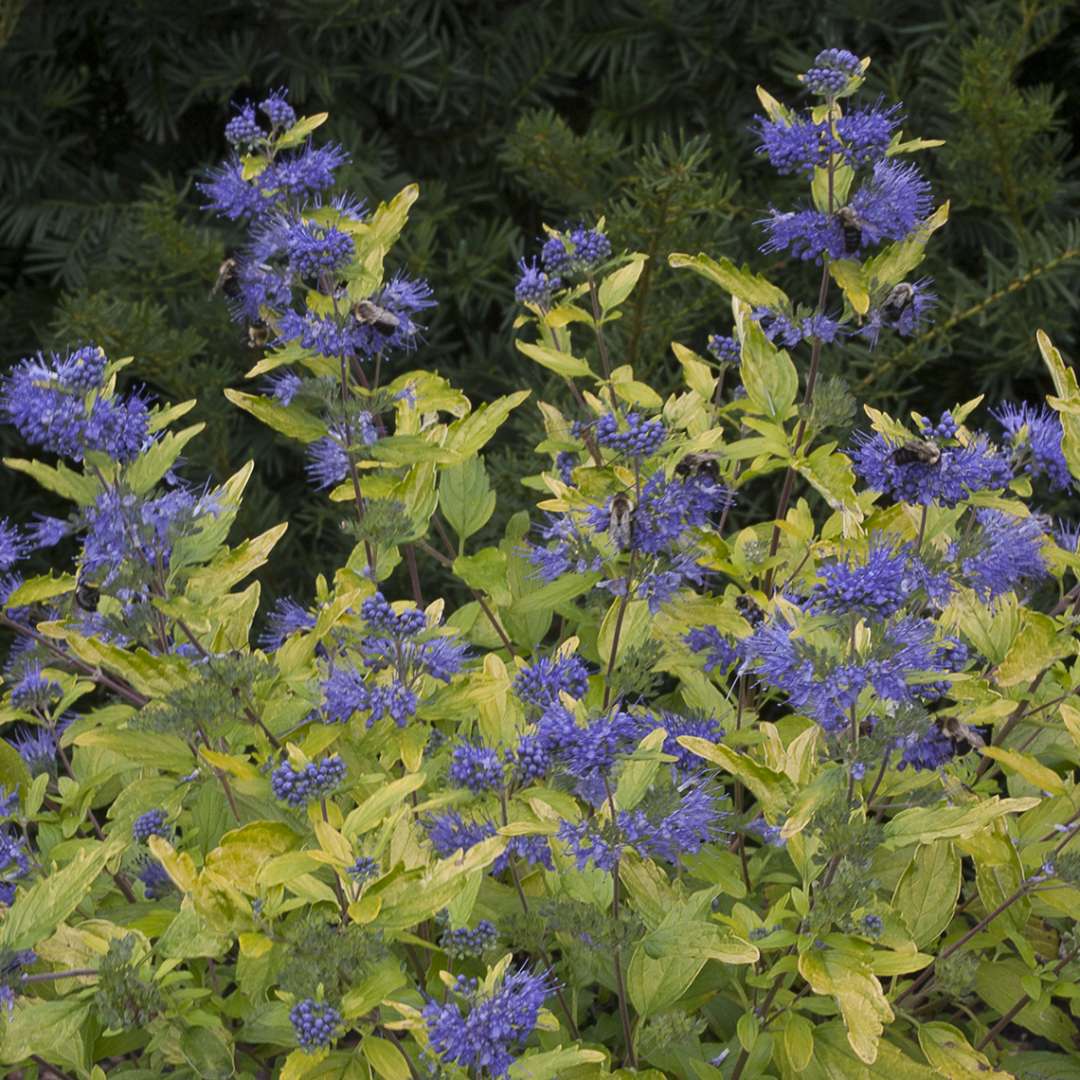 Bright yellow foliage and blue flowers of Lil Miss Sunshine Caryopteris