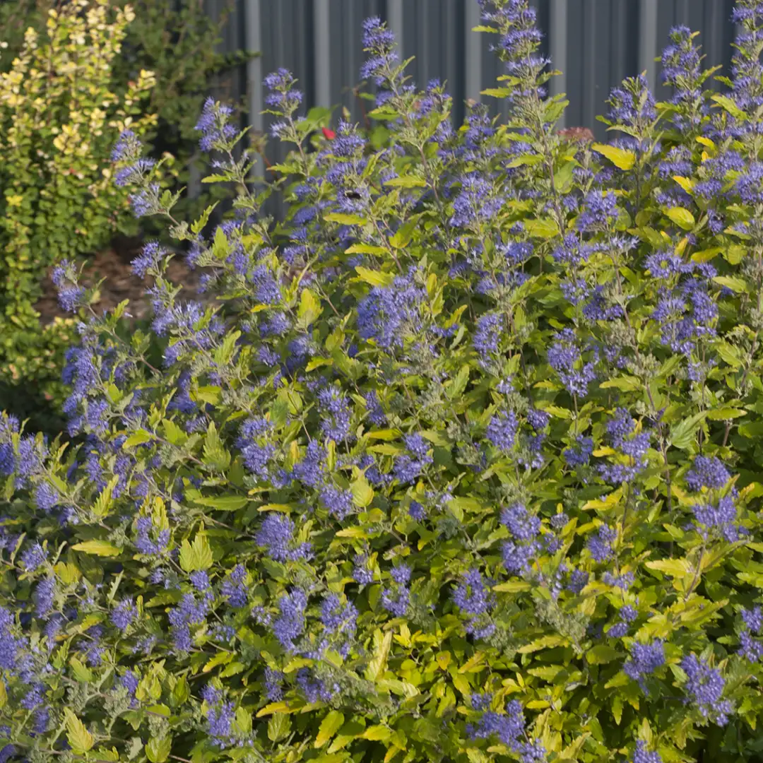 Lil' Miss Sunshine Caryopteris | Spring Meadow - wholesale liners