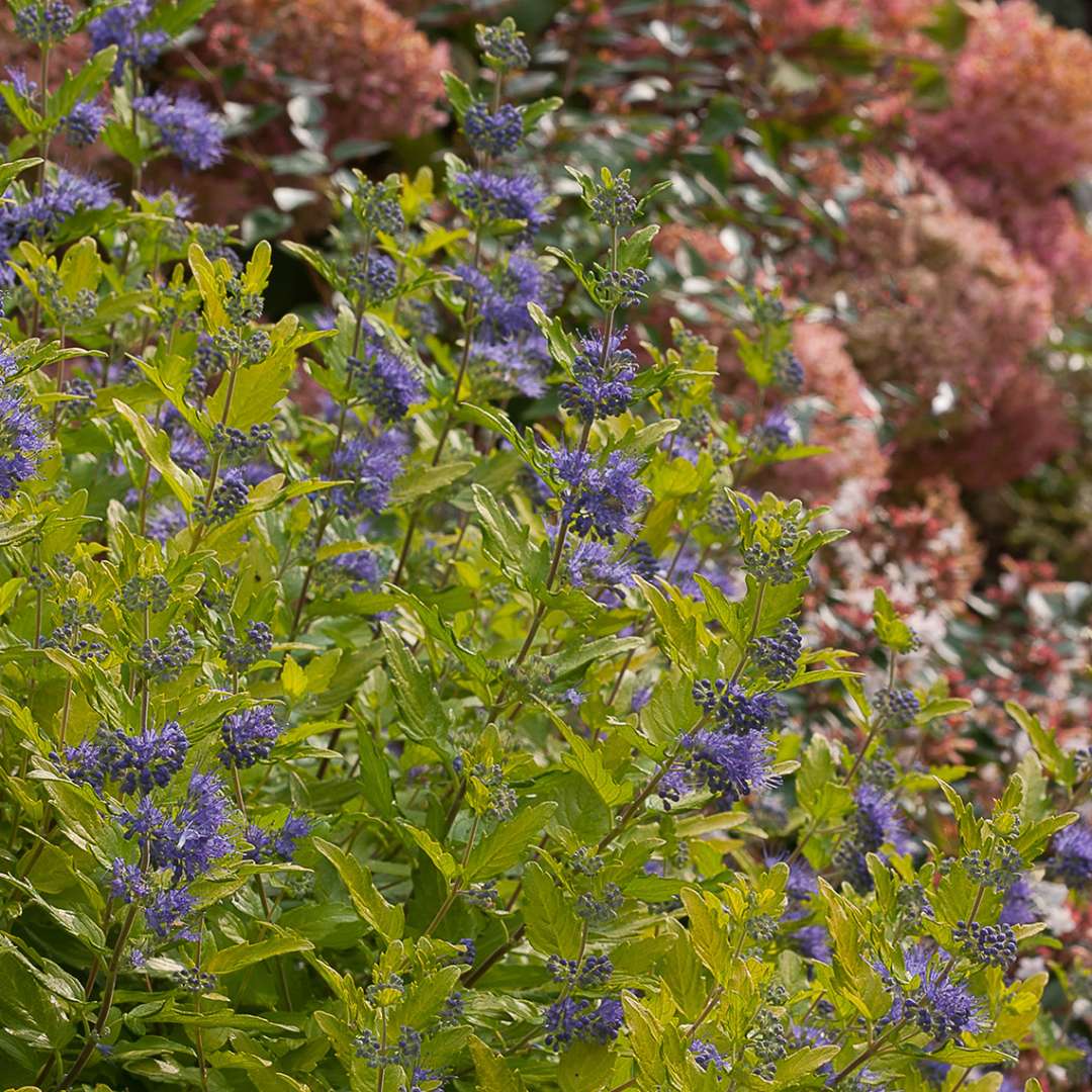 Lil Miss Sunshine Caryopteris with fall hydrangeas in landscape