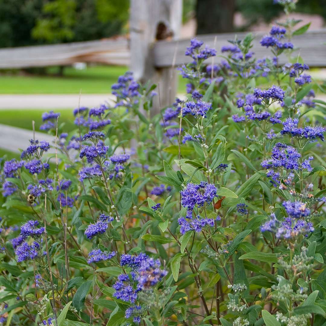 Blue flowers on Petit Bleu Caryopteris against wood fence