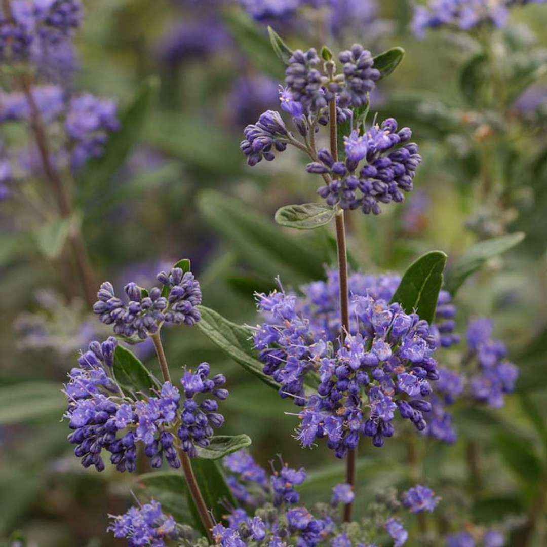 Close up of deep blue Petit Bleu bluebeard flowers