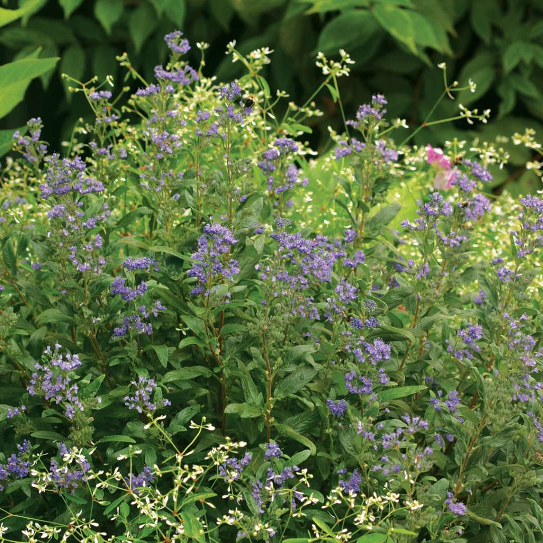 Petit Bleu Caryopteris in garden with Diamond Frost Euphorbia