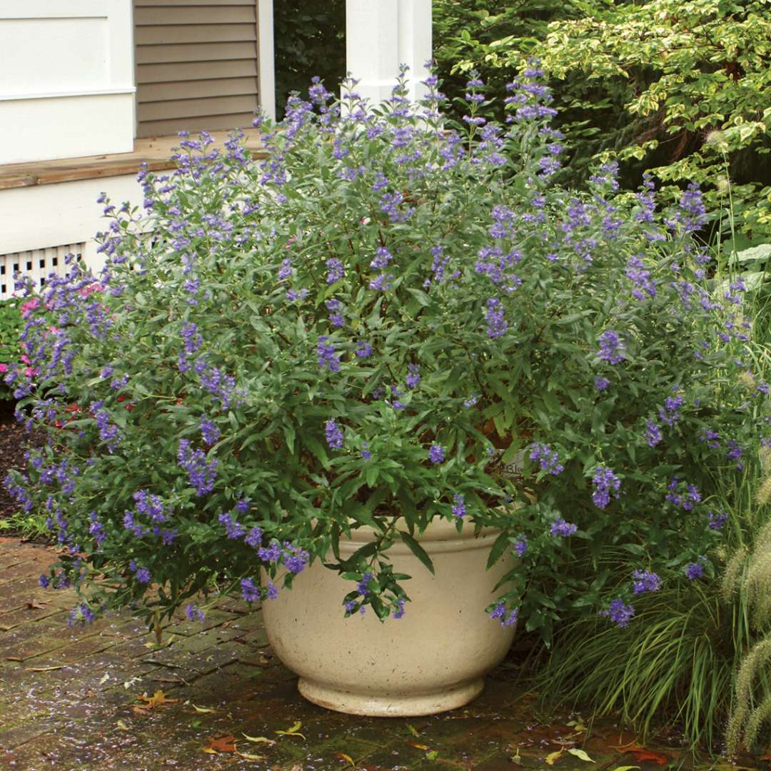 Petit Bleu Caryopteris in decorative container on brick path