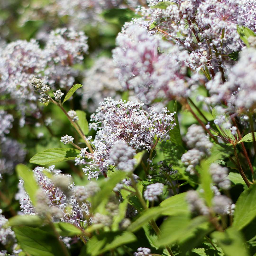 Close up of pale blue Marie Bleu Ceanothus flowers