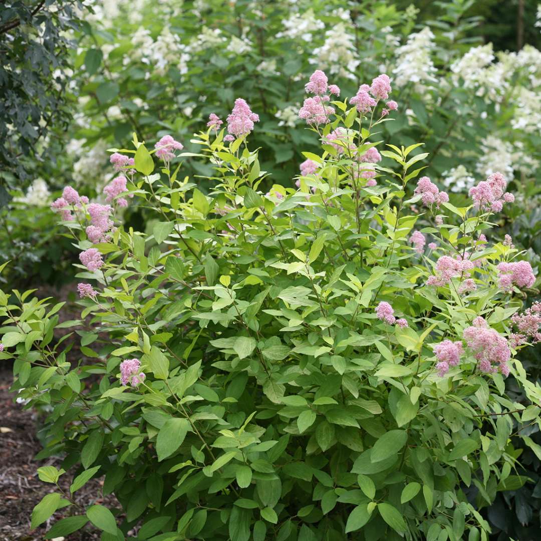 Marie Gold Ceanothus in garden with hydrangeas