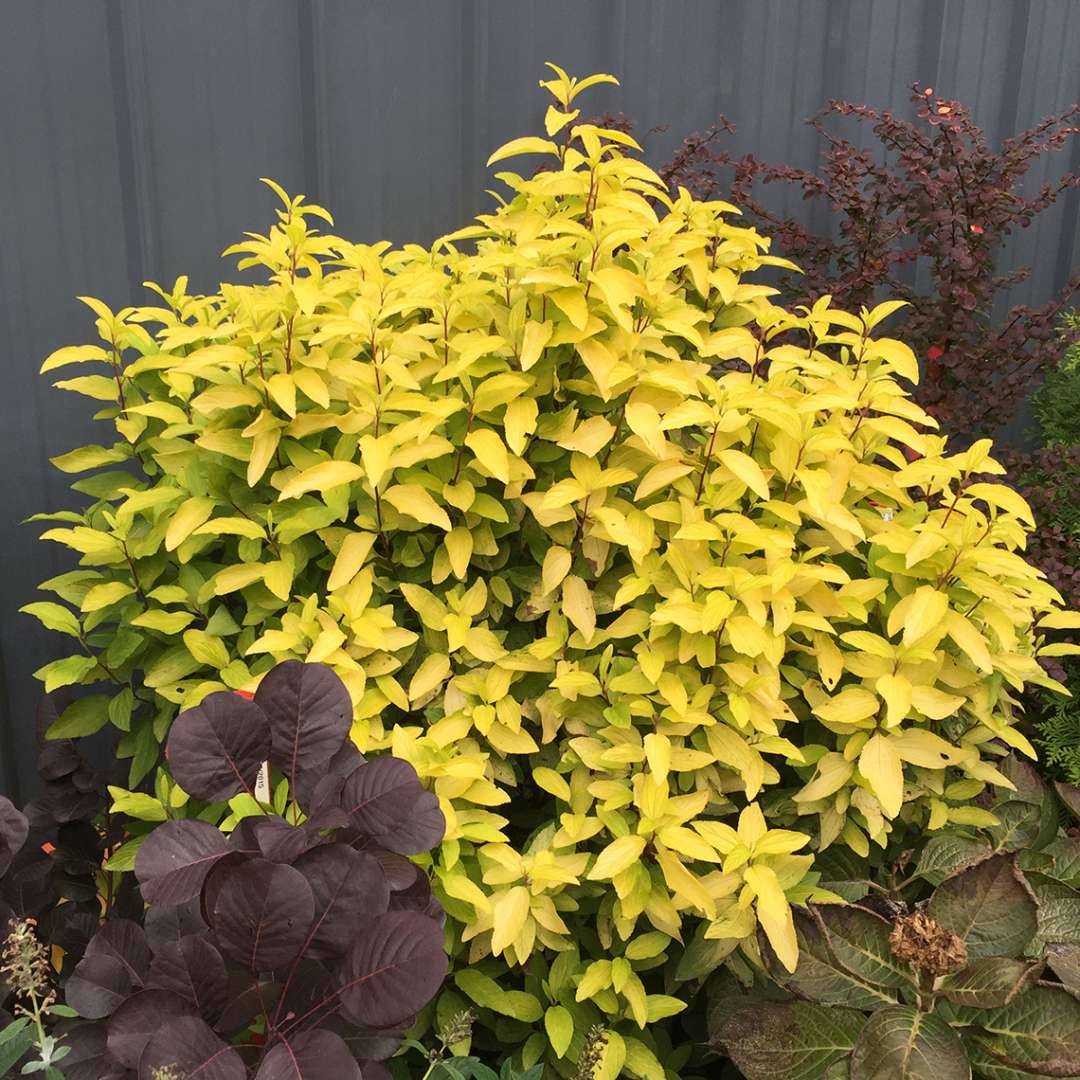 Golden fall foliage color of Marie Gold Ceanothus