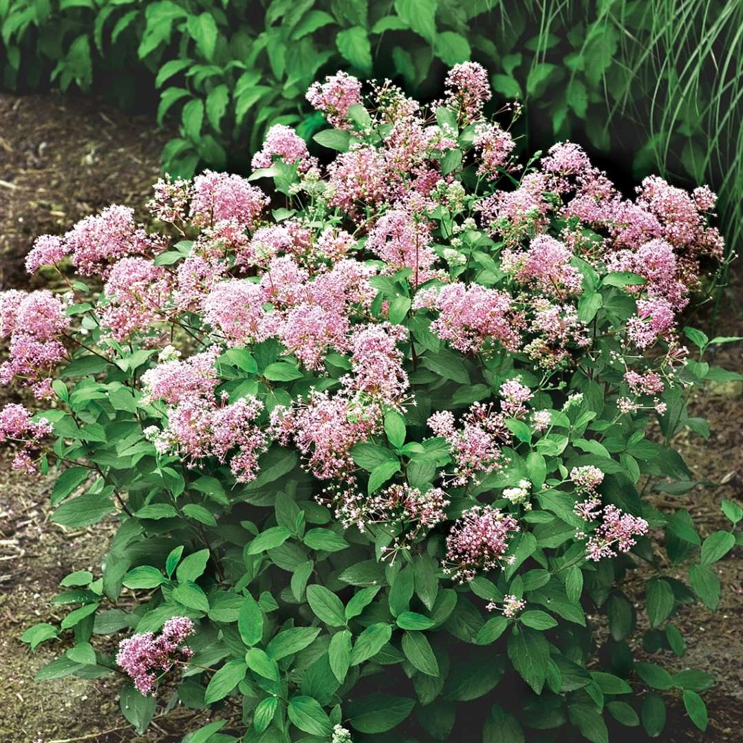 Marie Rose Ceanothus with foamy pink flowers in landscape