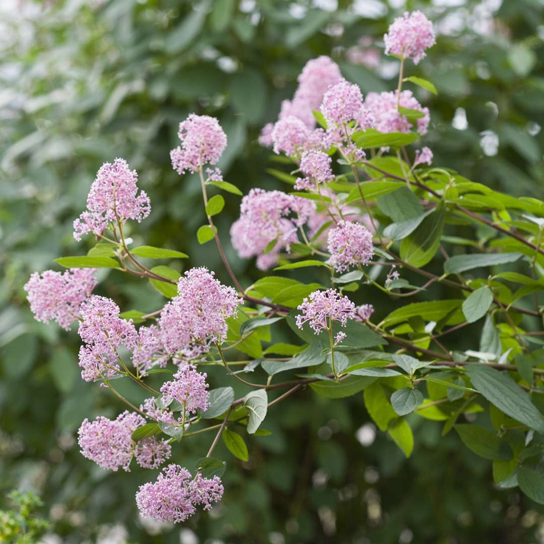 Close up of pale pink flowers on Marie Rose Ceanothus