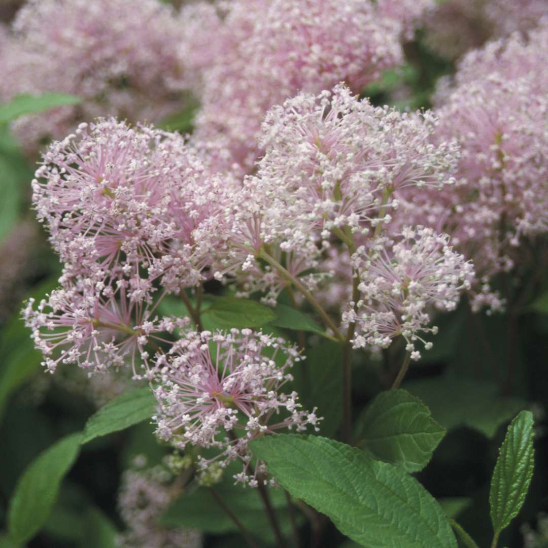 Close up of the fluffy pale pink flowers on Ceanothus Marie Simon