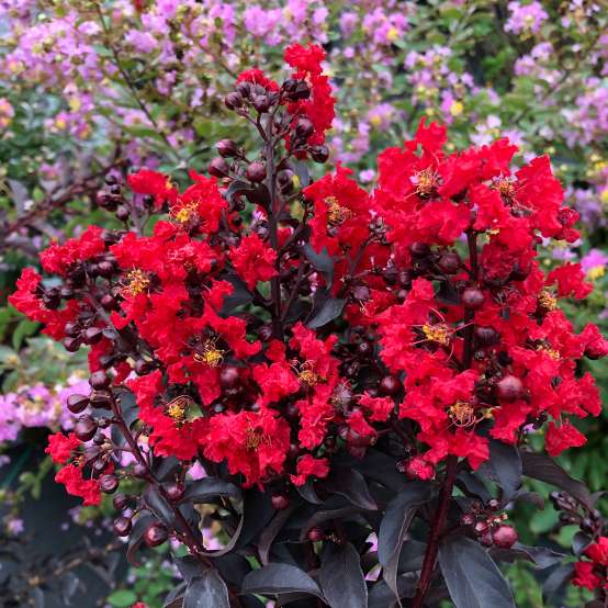 Close up of the cherry-red flowers of Center Stage Red crapemyrtle