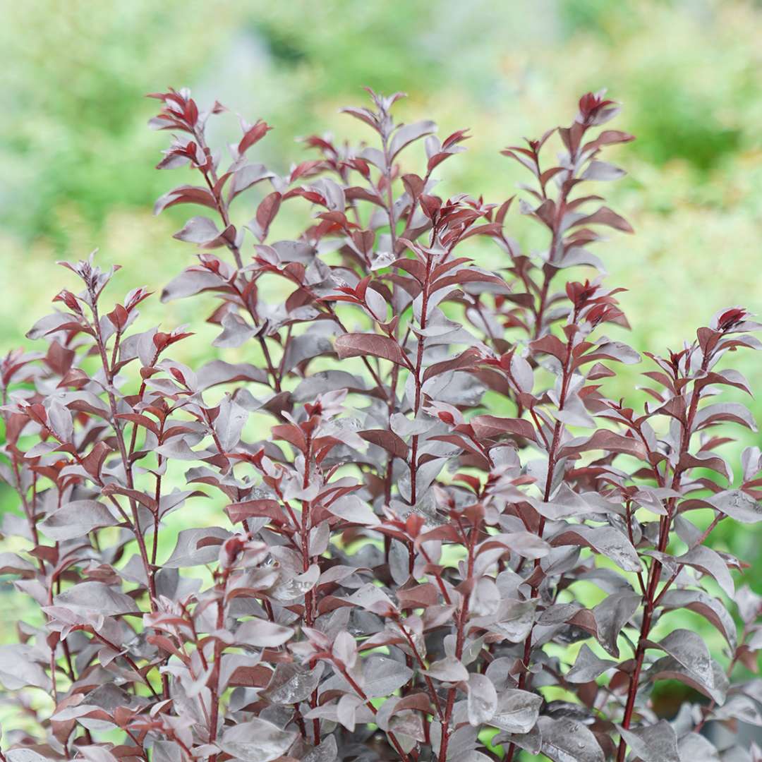 The deep black foliage of Center Stage Red crapemyrtle