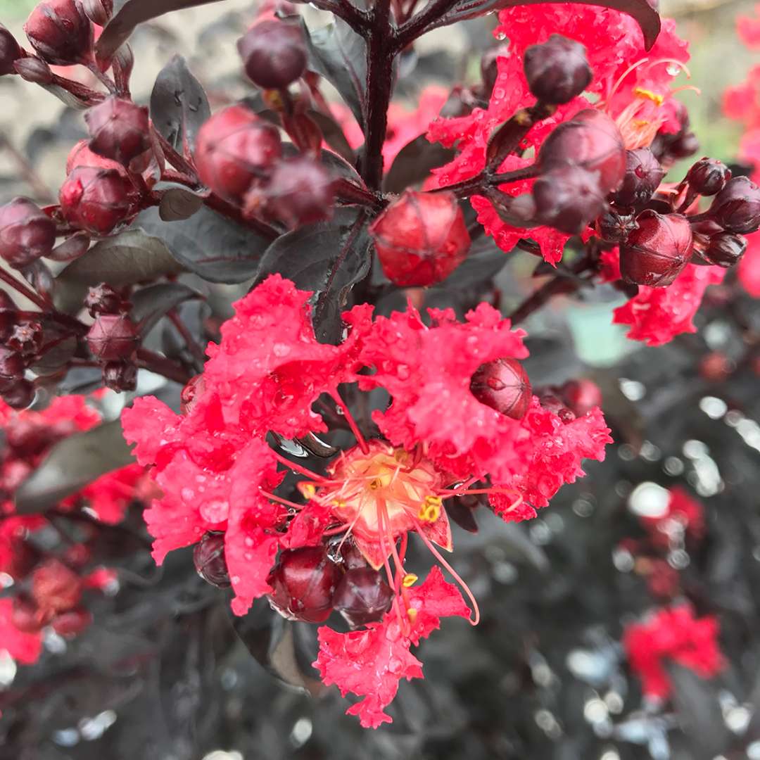 Close up of the cherry-red flowers of Center Stage Red lagerstroemia