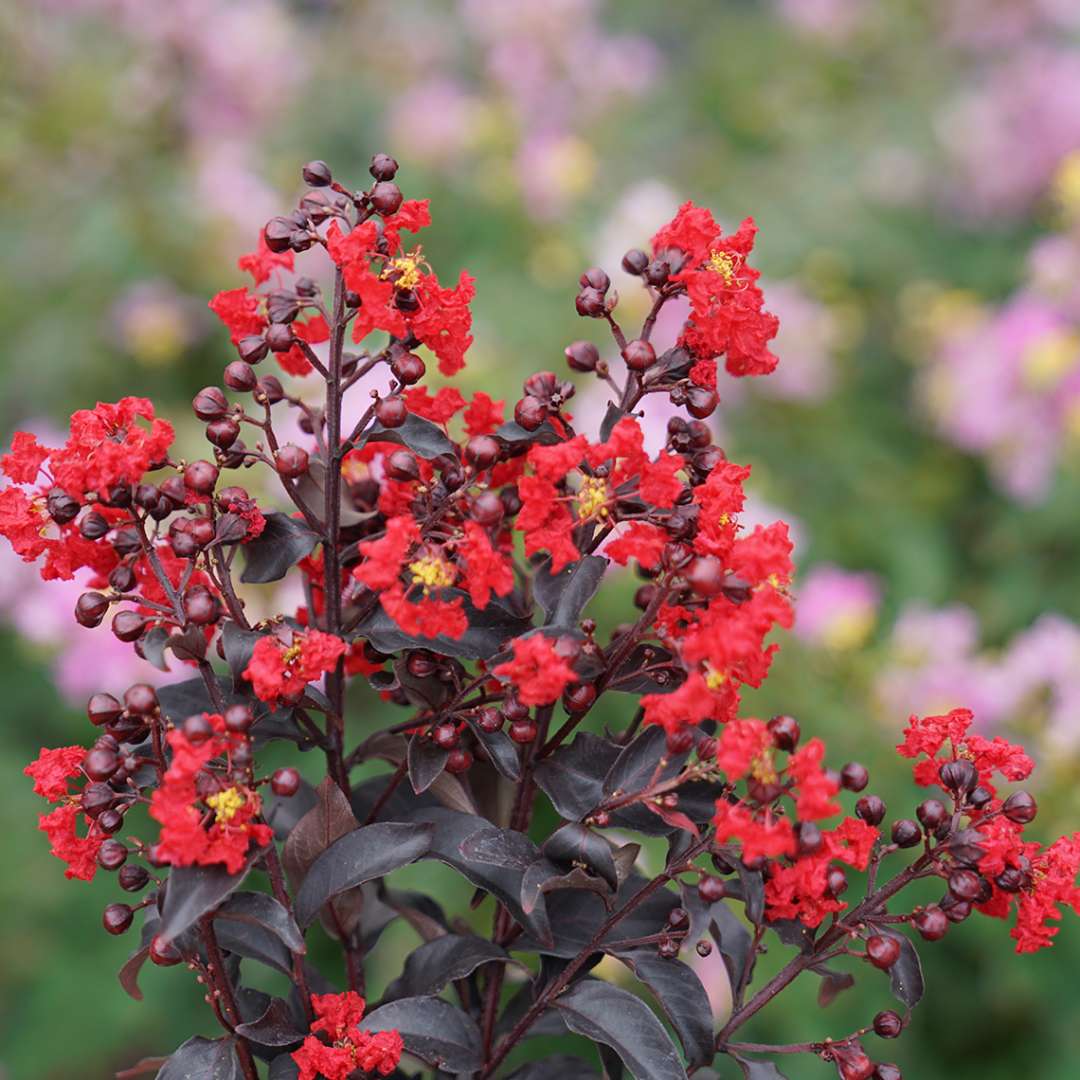 Close up of Center Stage Red crapemyrtle's bright red flowers