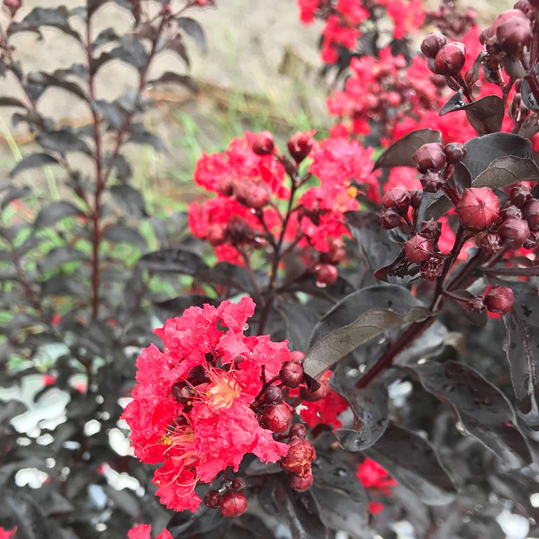 Center Stage Red crapemyrtle's bright red flowers against its deep black foliage