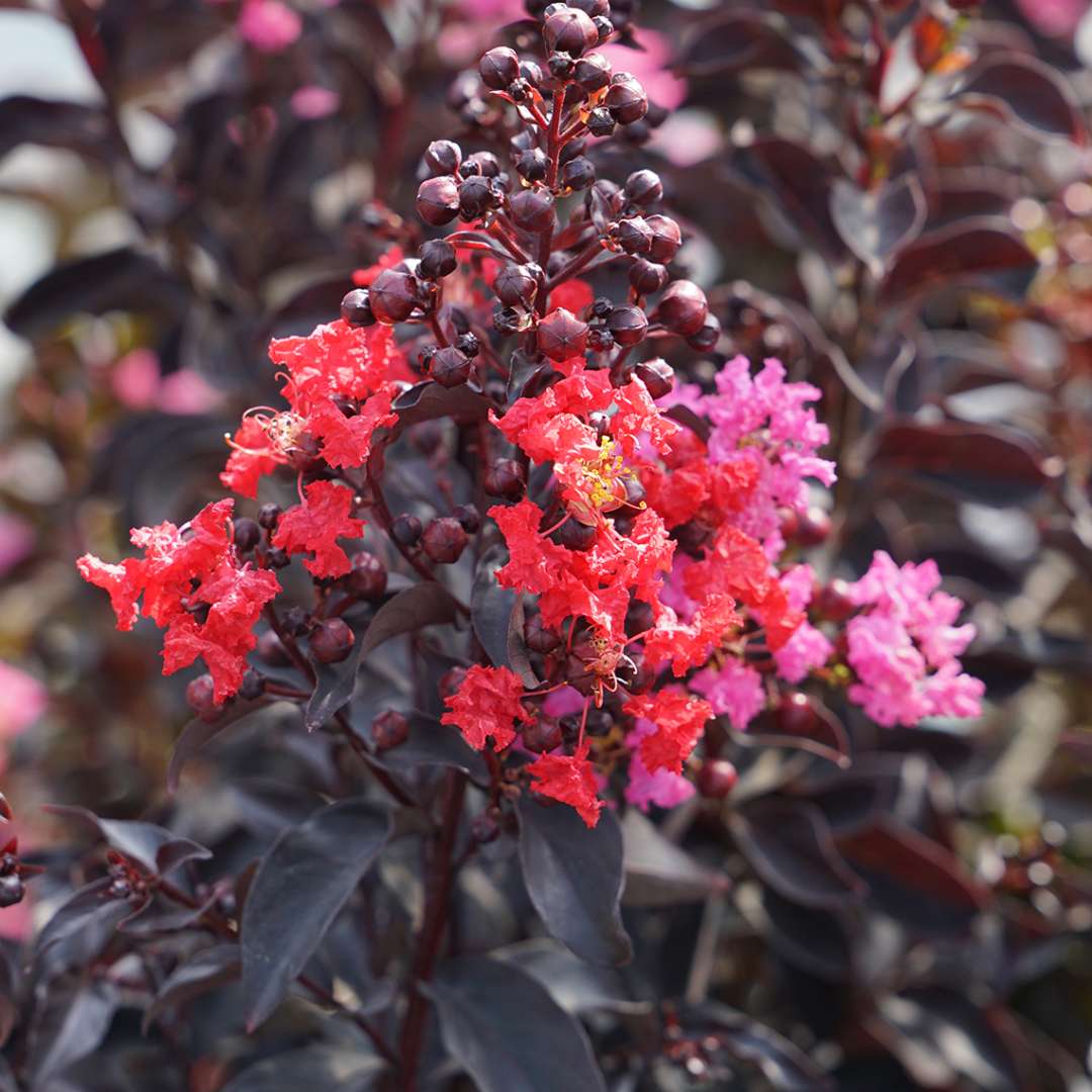 The red flowers of Center Stage Red crapemyrtle against the deep black foliage