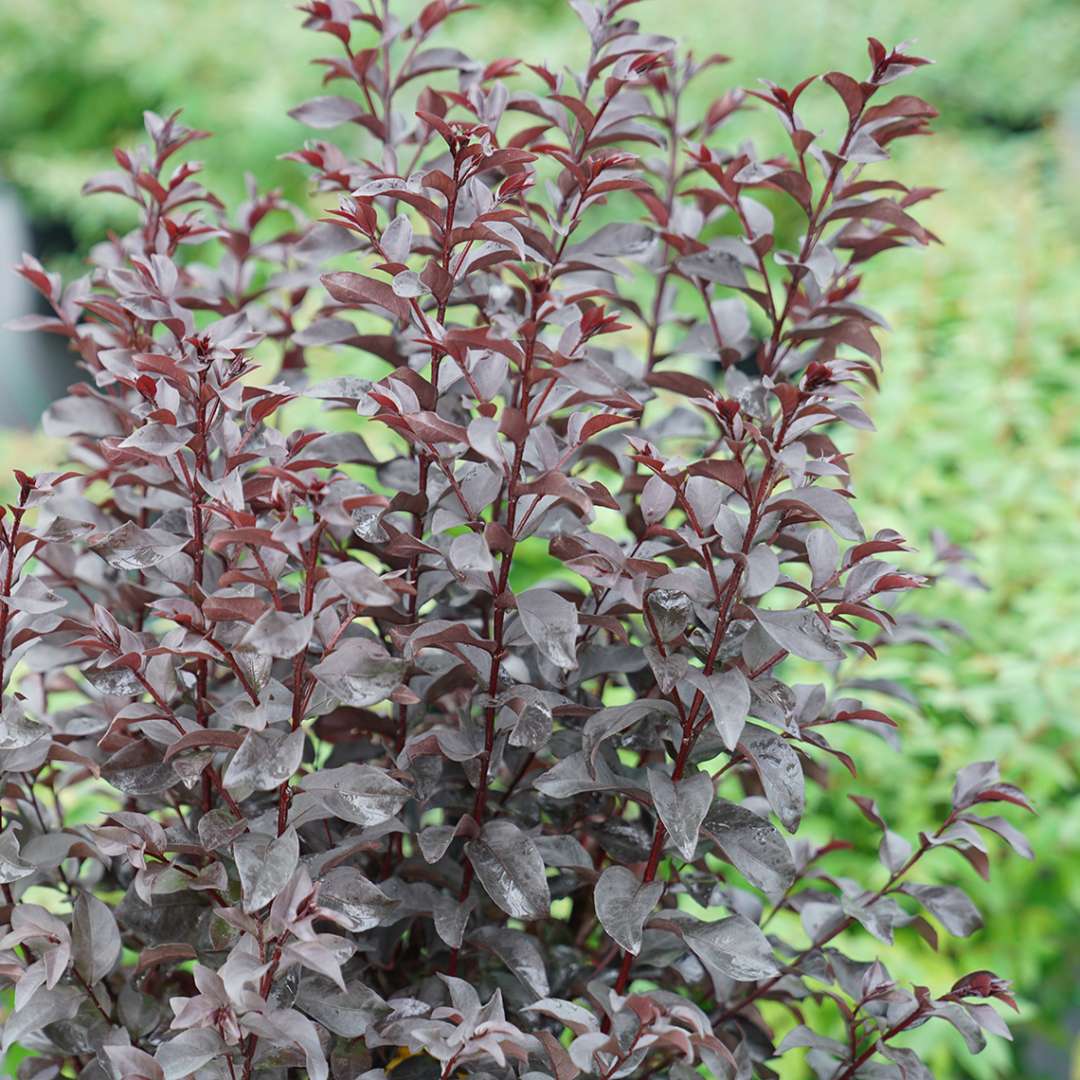 Center Stage Red lagerstroemia with deep black foliage and a narrow upright habit