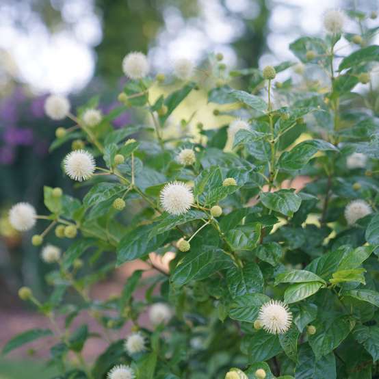 close up of the spherical white flowers of the Sugar Shack Cephalanthus in garden