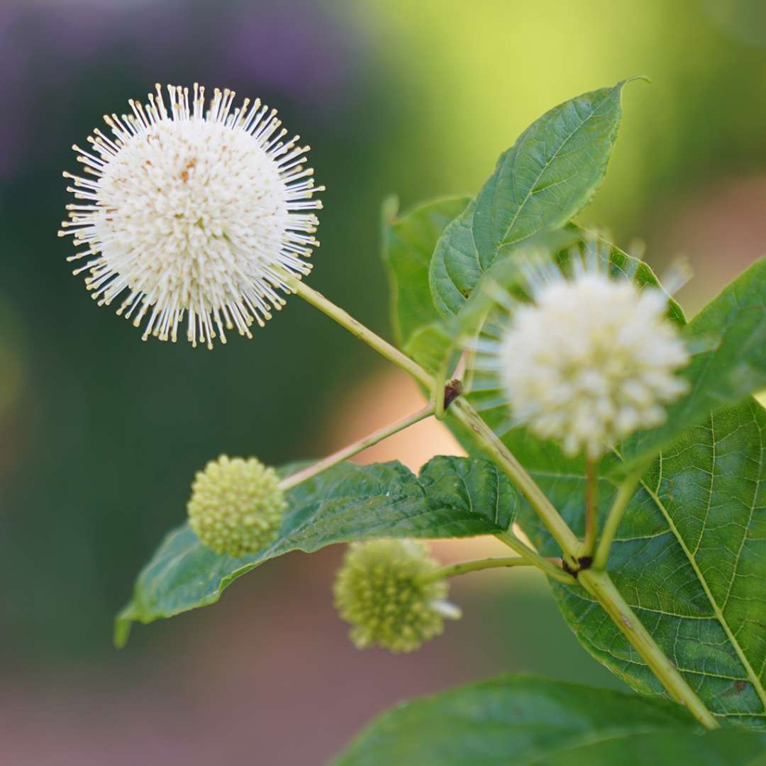 Close up of white Sugar Shack Cephalnthus orb-shaped flowers