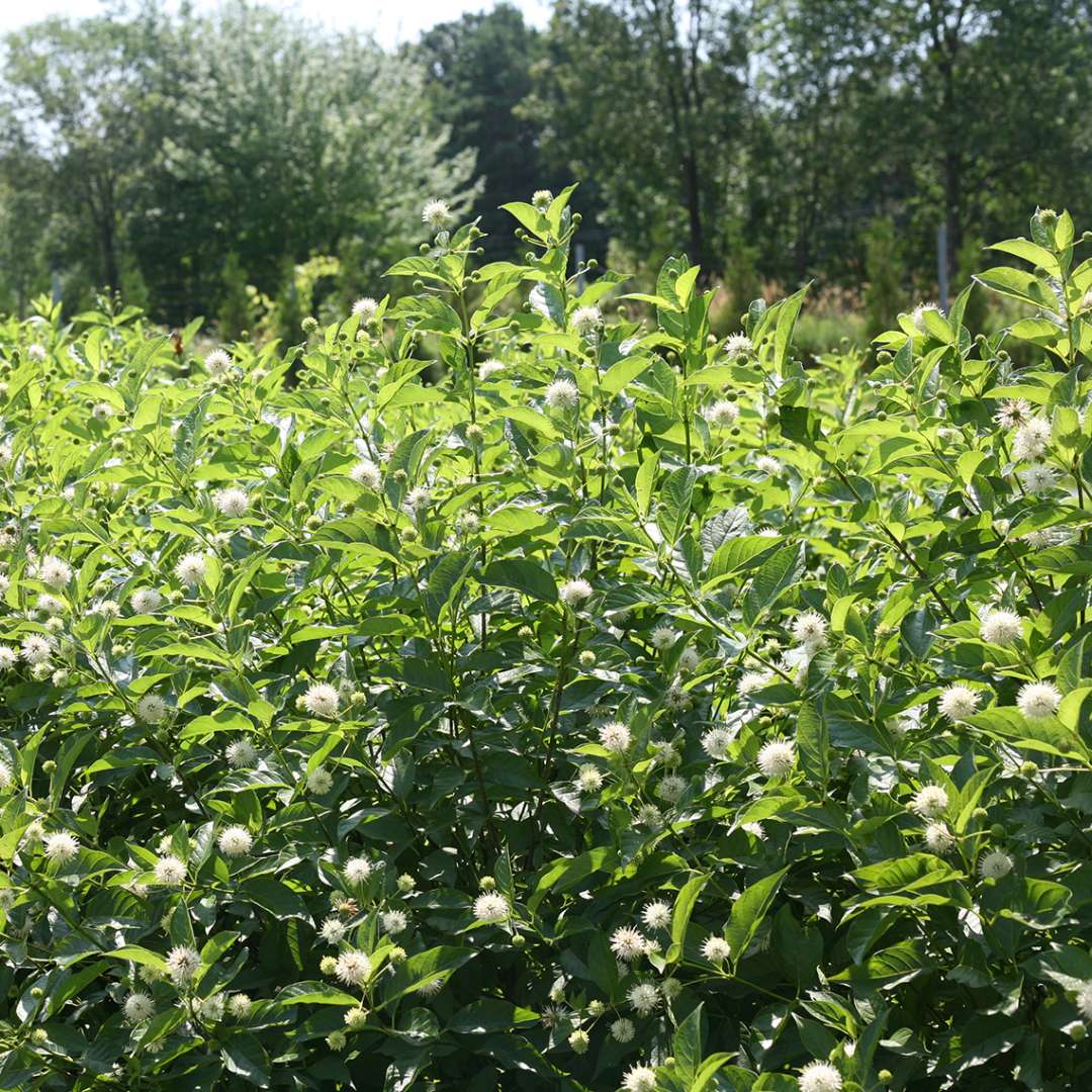 Sugar Shack buttonbush in flower in landscape