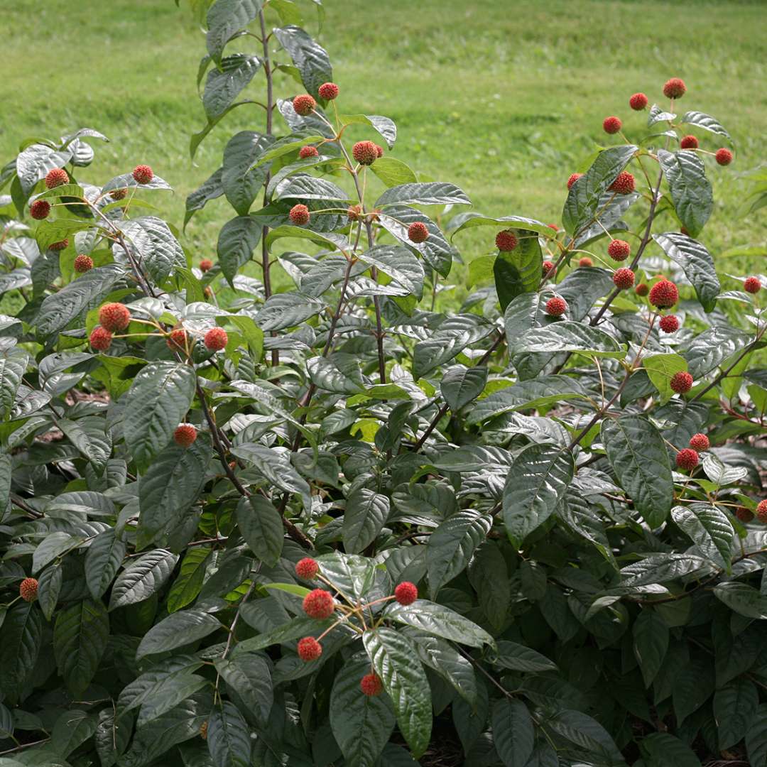 Red fall fruit on Sugar Shack buttonbush in garden