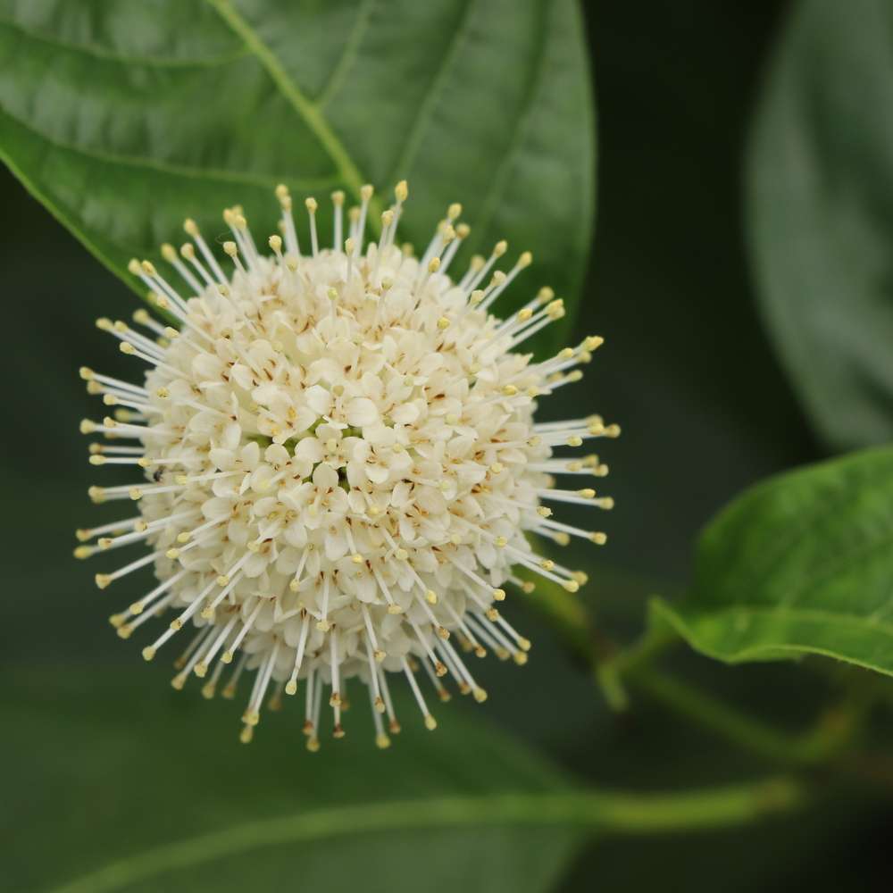 Close up of a unique round white bloom of Sugar Shack 2.0 buttonbush