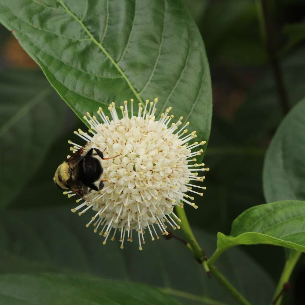 A bee feeding on a round Sugar Shack 2.0 buttonbush bloom
