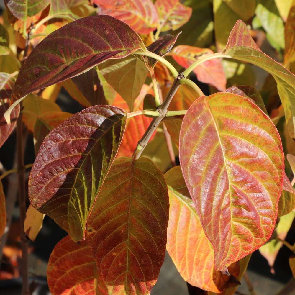Close up of the red and orange fall foliage of Sugar Shack 2.0 buttonbush