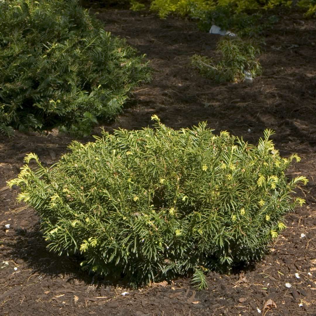 Low-mounding Cephalotaxus Duke Gardens with dense dark green foliage in landscape