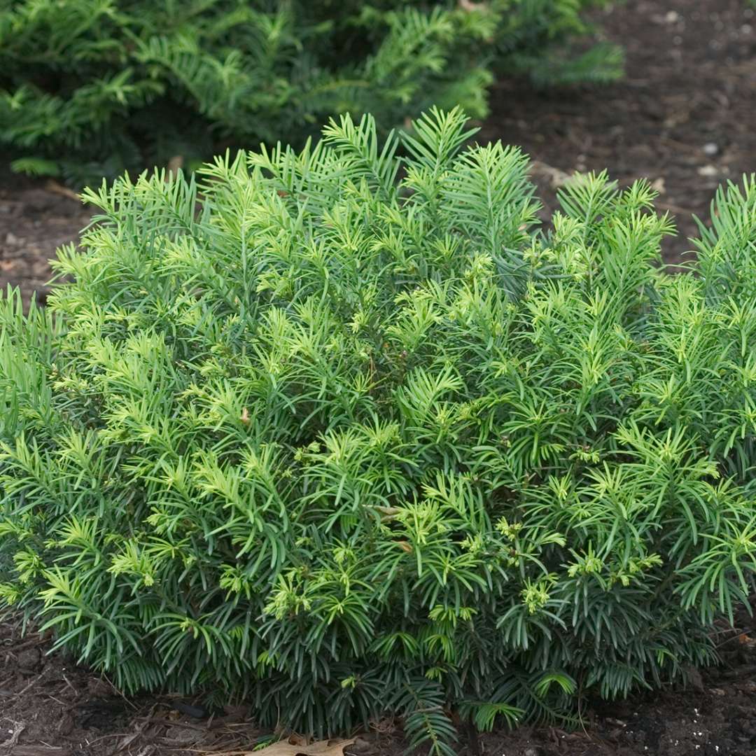 Low-mounding Cephalotaxus Duke Gardens in landscape