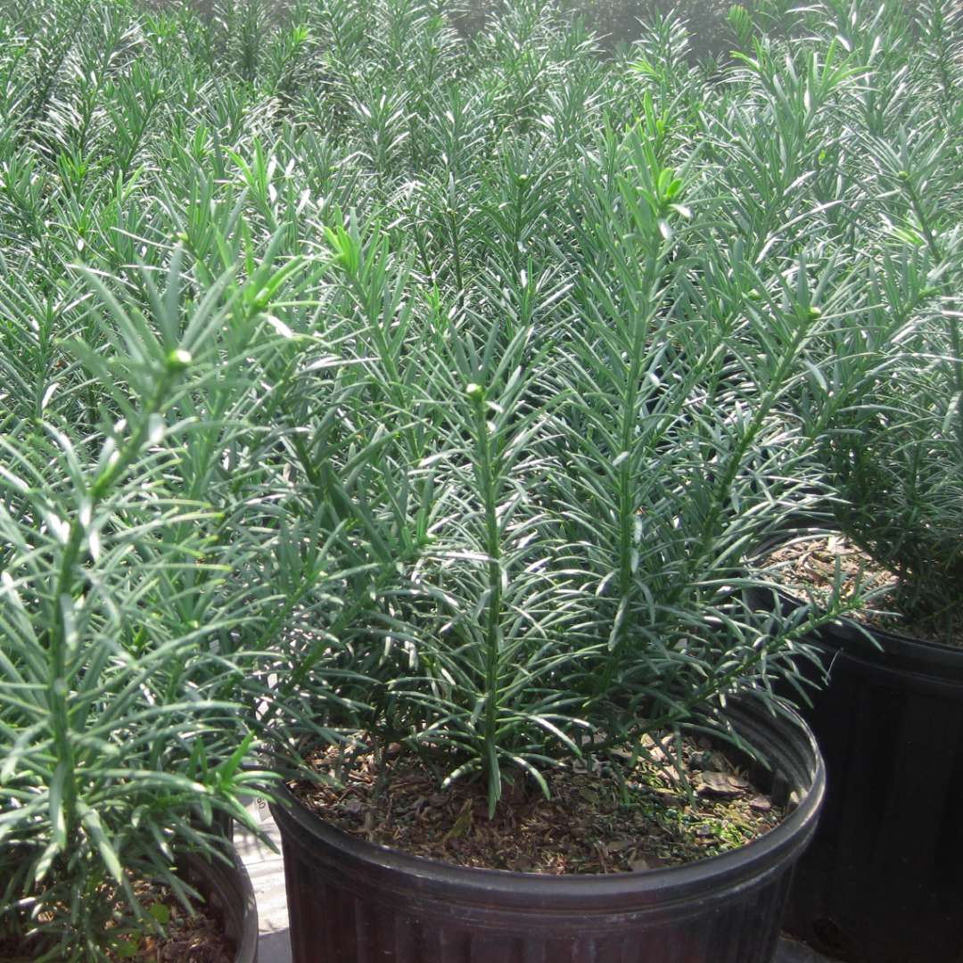 Cephalotaxus McCorkle with whorled evergreen foliage potted in greenhouse