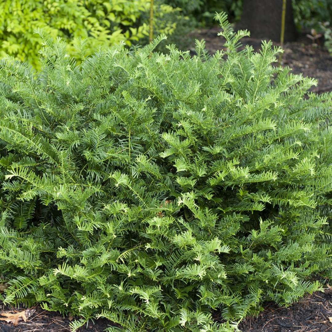 Bun-like Evergreen Cephalotaxus Fritz Huber in landscape