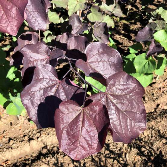 Close up of the burgundy foliage of Midnight Express redbud