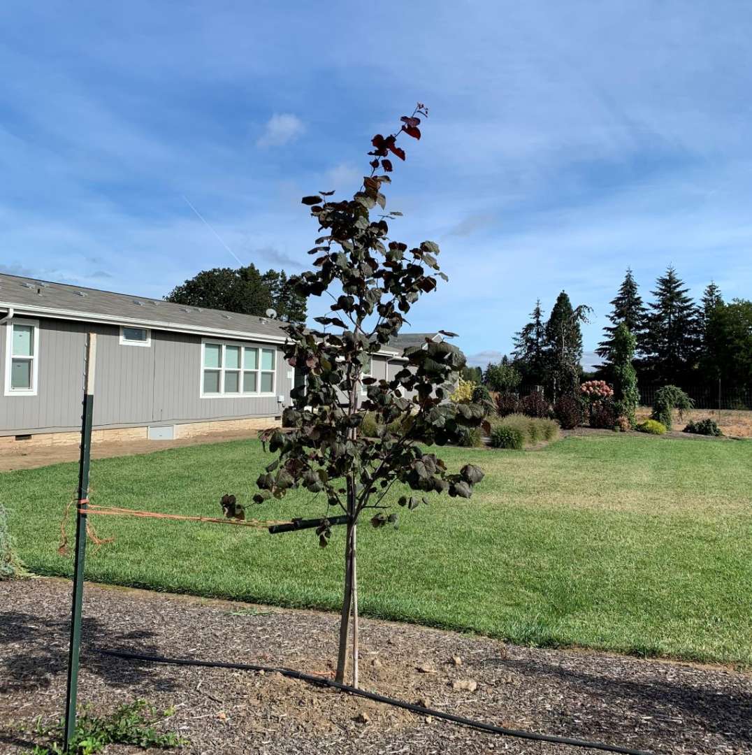 Midnight Express redbud growing in a garden