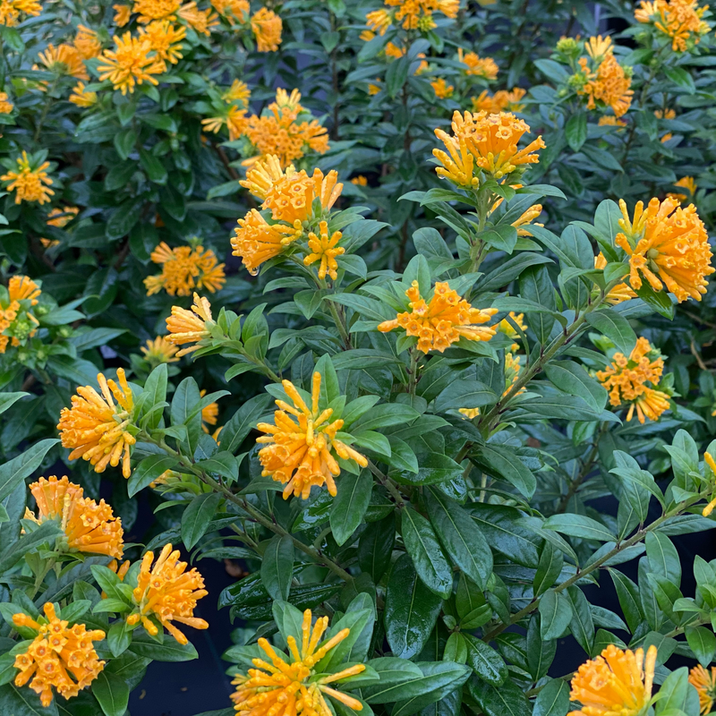 Orange flowers and glossy green foliage of Juice Orange jessamine.