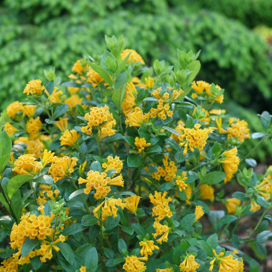 Juiced orange jessamine in the landscape showing its habit. 