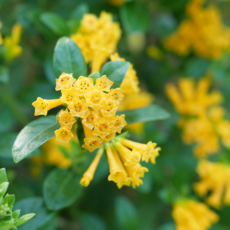 A close up of the orange blooms of Juiced Orange jessamine.