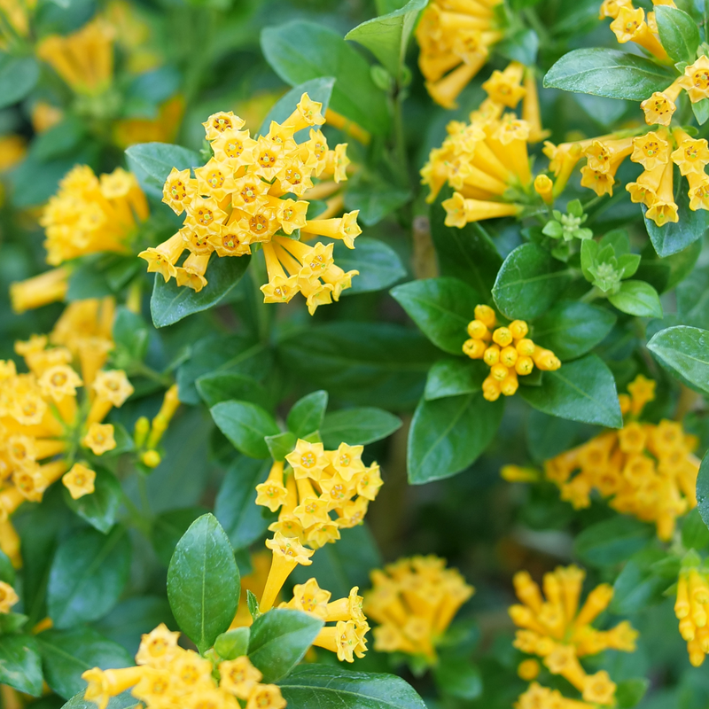 A close up of the blooms and the glossy green foliage of Juiced Orange jessamine.